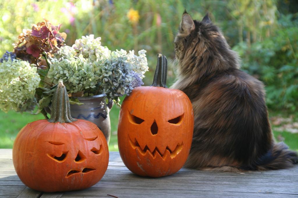 Cat with pumpkins