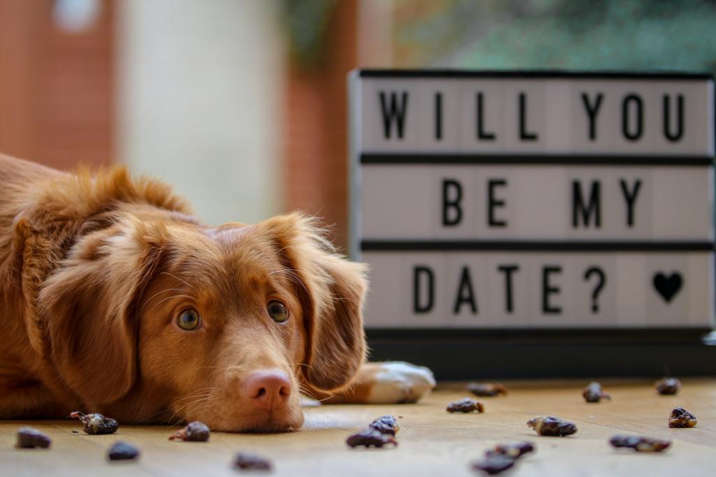 Dog - Will you be my valentine?