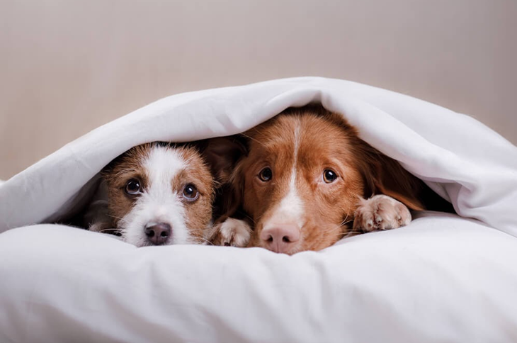 Dogs hiding under blanket
