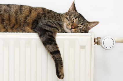 Cat sleeping on radiator