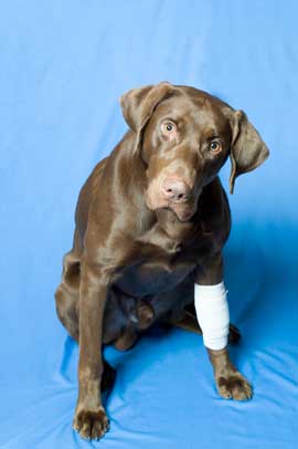 Dog with leg bandaged
