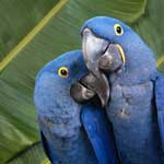 Two blue parrots