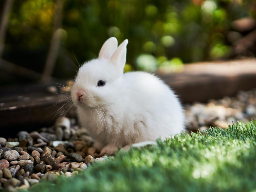 Rabbit in sunshine