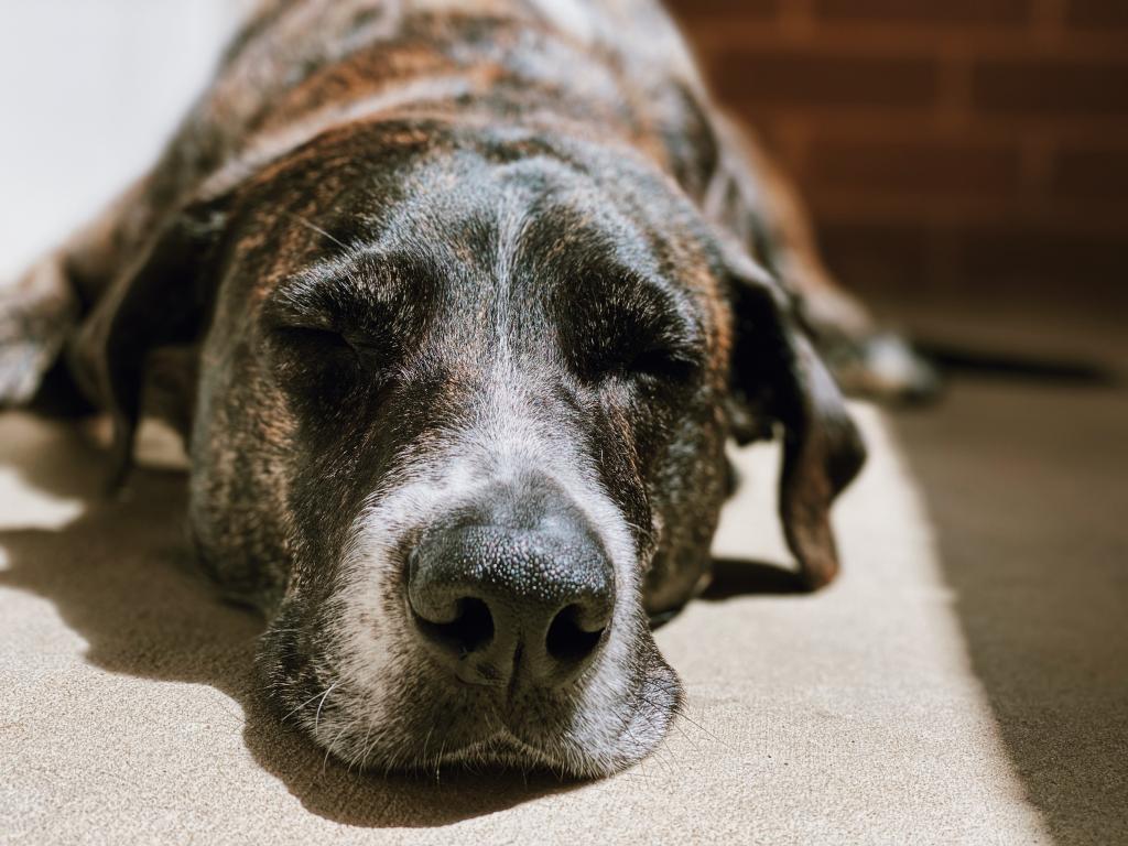 Senior dog sunbathing