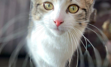 Update on Cat Microchipping