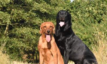 Information regarding recent Brucellosis cases