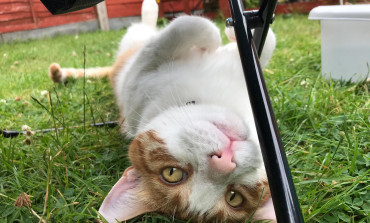 Summer Hazards for Pets
