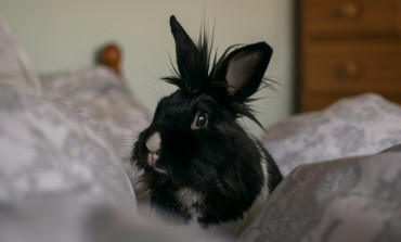 Rabbit Awareness Week