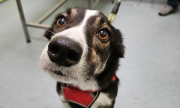 Hints & Tips for pet owners