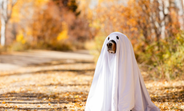 Autumn Hazards for Pets