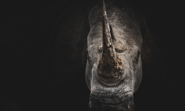 World Rhino Day