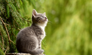 Orchard Vets Pal for Life pet health scheme