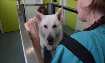 Hydrotherapy and physiotherapy at Orchard Vets