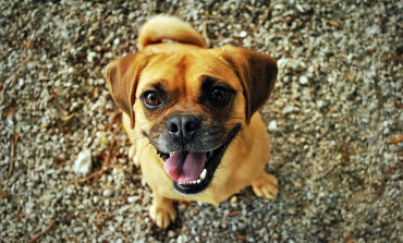 Pet Dental Health Month