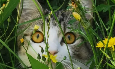 Keeping your pets safe this Spring