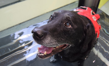 Hydrotherapy at Orchard Veterinary Centre