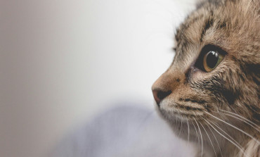 The importance of microchipping
