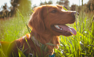 Heat stroke in pets - know the signs