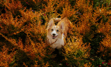 Autumn hazards for pets