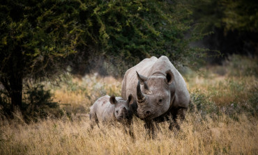 World Rhino Day