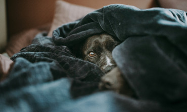 Bonfire Night pet safety