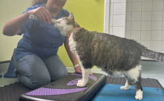 Pet Physiotherapy at Orchard Vets