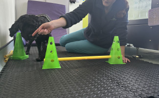 Pet Physiotherapy at Orchard Vets