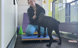 Pet Physiotherapy at Orchard Vets