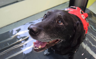 Pet Physiotherapy at Orchard Vets