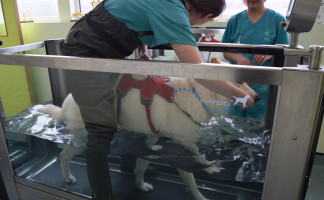 Pet Physiotherapy at Orchard Vets