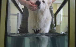 Pet Physiotherapy at Orchard Vets