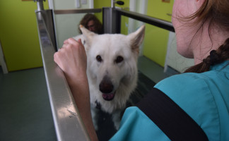 Pet Physiotherapy at Orchard Vets