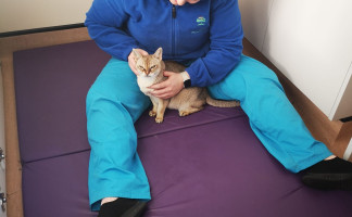 Pet Physiotherapy at Orchard Vets