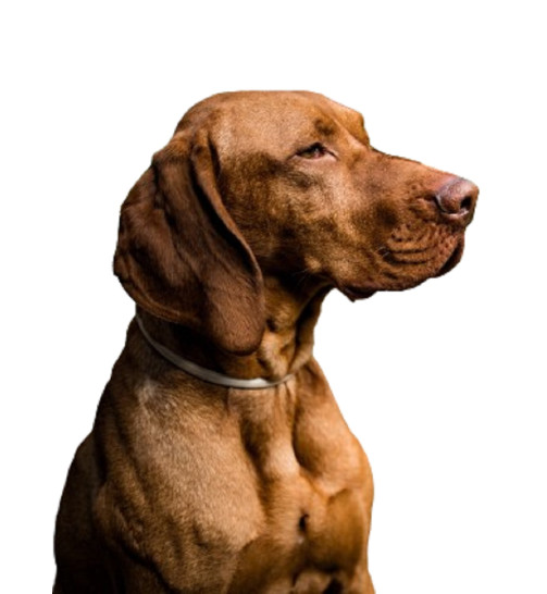 Pet Health Scheme Dog