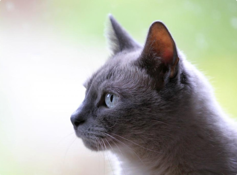 Cat outside