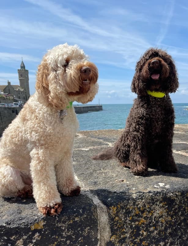 Animal Health Certificates for EU pet travel