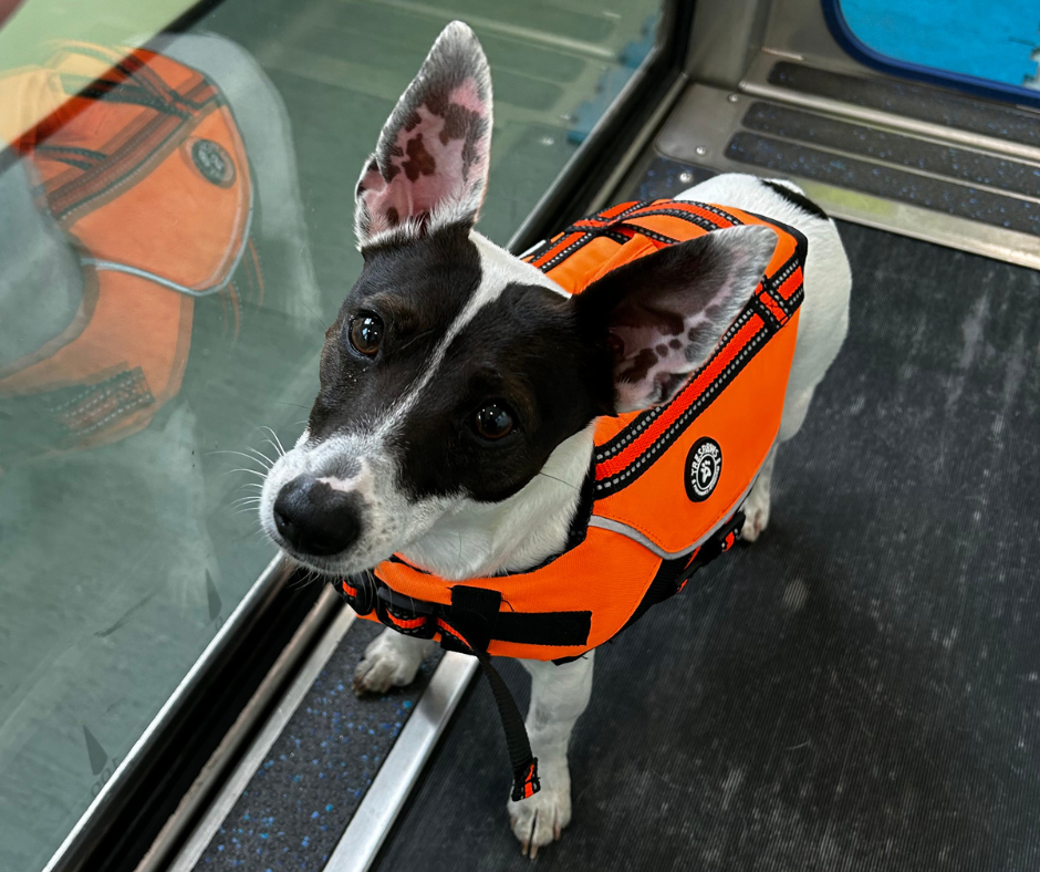Hydrotherapy at Orchard Veterinary Centre