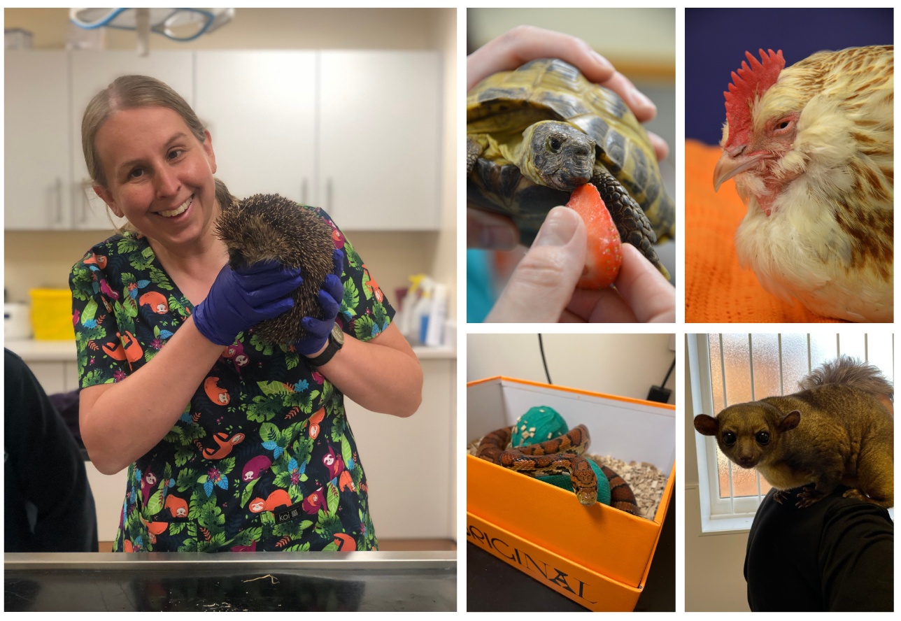Emma the vet with some of our exotic patients